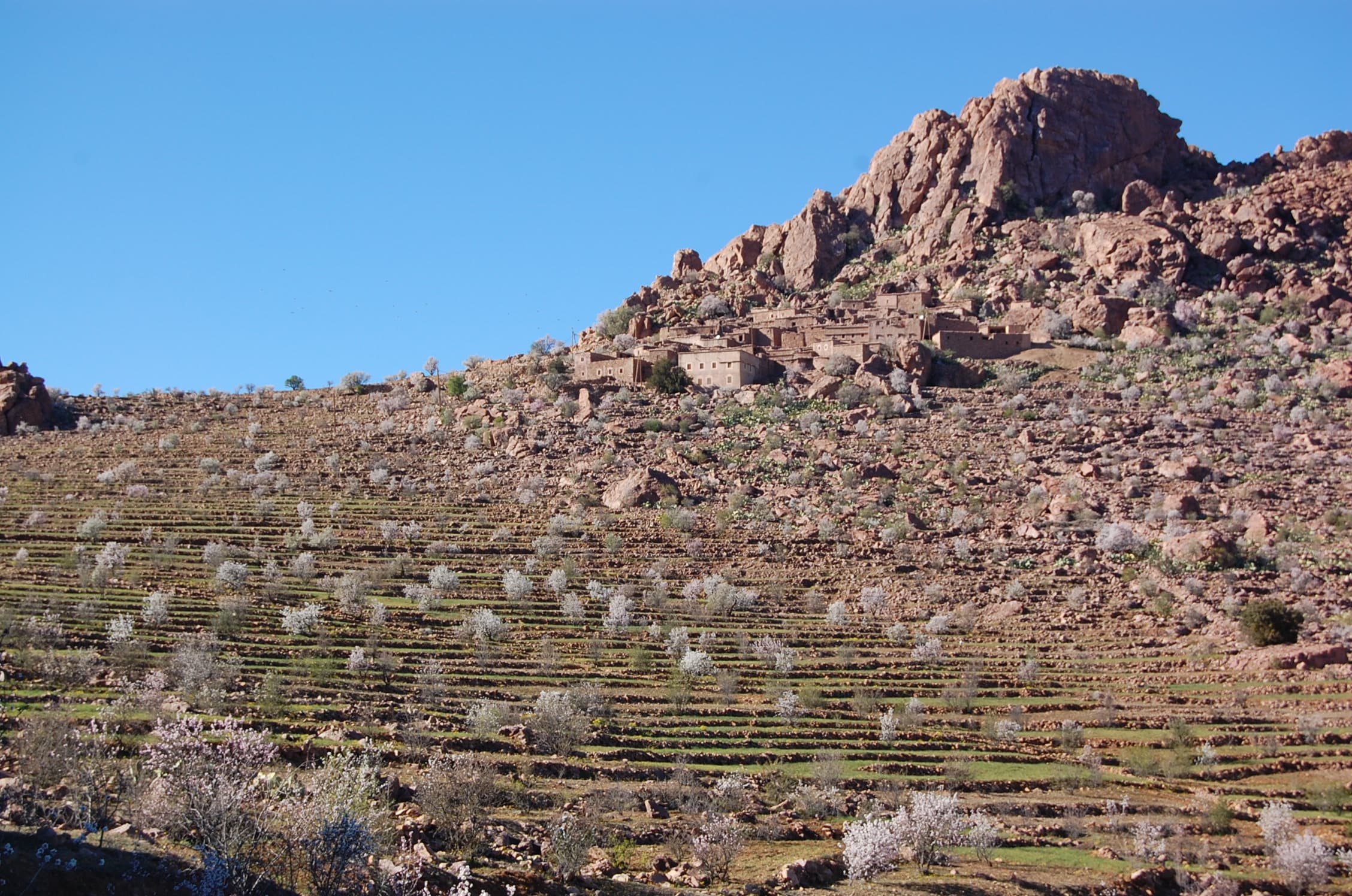 Vue des terrasses d'amandiers dans l'Anti-Atlas, près de Tafraout