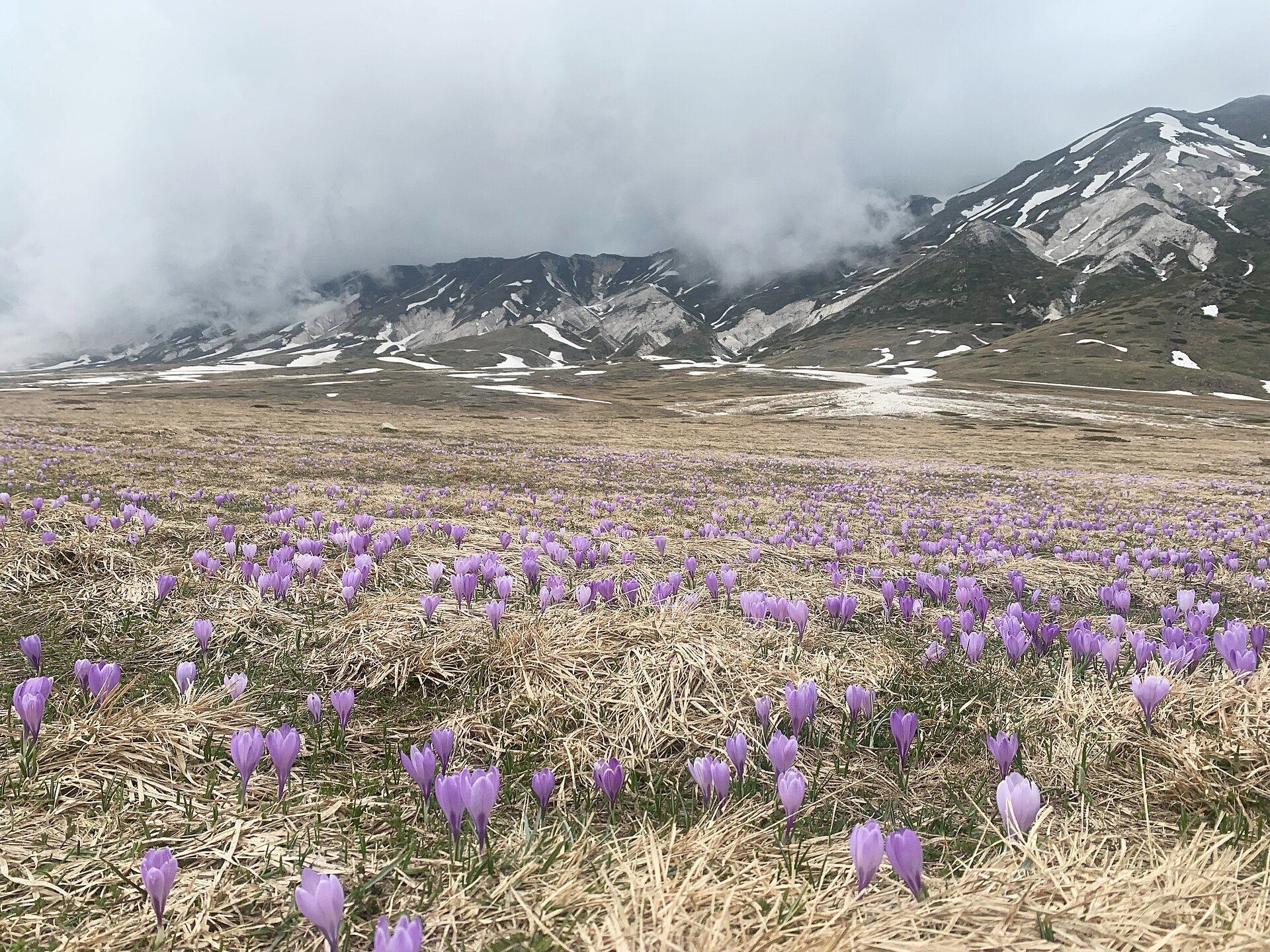 Plateau du Gran Sasso à Campo Imperatore parsemé de crocus printaniers en fleurs, Abruzzes, Italie